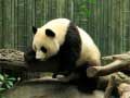 Igra Puzzle s Pandami spletu
