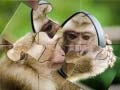 Igra Sestavljanka Šimpanz spletu