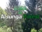 Igra Povratek v gozd Alsunga spletu