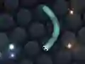 Igra Slither.io spletu Igra Slither.io spletu