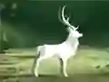 Igra Očisti Zadnji Gozd spletu Igra Očisti Zadnji Gozd spletu