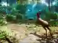 Igra Lovec 3D spletu Igra Lovec 3D spletu