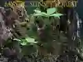 Igra Mistična gozd ob sončnem zahodu spletu