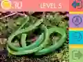Igra Kvize o 15 Slike spletu