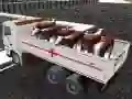 Igra Prevoz domačih živali s tovornjakom spletu Igra Prevoz domačih živali s tovornjakom spletu
