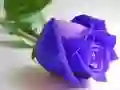 Igra Modre vrtnice spletu Igra Modre vrtnice spletu