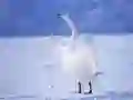 Igra Graciozni labodi spletu Igra Graciozni labodi spletu