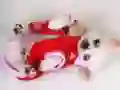 Igra Lep Pes Drsnik spletu Igra Lep Pes Drsnik spletu