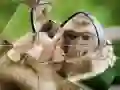 Igra Sestavljanka Šimpanz spletu Igra Sestavljanka Šimpanz spletu