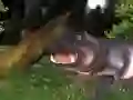 Igra Lov na divje hipopotame spletu
