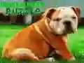 Igra Sestavljanka s bulldogom spletu Igra Sestavljanka s bulldogom spletu