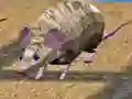 Igra Dirke Miši na Otokih spletu Igra Dirke Miši na Otokih spletu