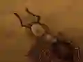 Igra Reši drobtino spletu Igra Reši drobtino spletu