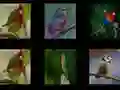 Igra Zapomni si ptice spletu Igra Zapomni si ptice spletu