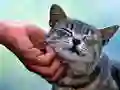 Igra Mačka, Ki Golie spletu Igra Mačka, Ki Golie spletu