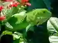 Igra Divja Iguana spletu Igra Divja Iguana spletu