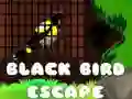 Igra Bežanje Črne Ptice spletu