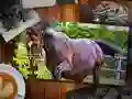 Igra Puzzle Konjskih Izdanje spletu