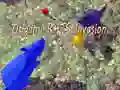 Igra Invazija Origami Podgorce spletu Igra Invazija Origami Podgorce spletu