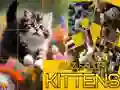 Igra Uganka Drsne Mačke spletu Igra Uganka Drsne Mačke spletu