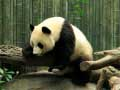 Igra Puzzle s Pandami spletu