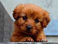 Igra Sestavljanka Puppy spletu