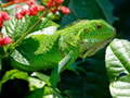 Igra Divja Iguana spletu