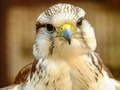 Igra Sestavljanka Gyrfalcon spletu