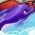 Delfin Delfin na spletu